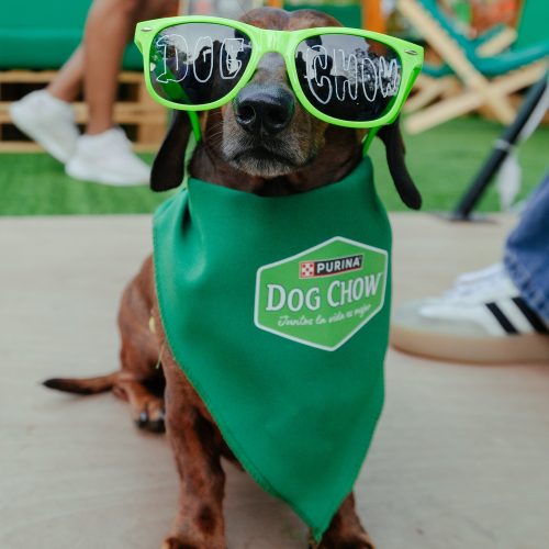 EV_20250321_Purina_Dog Chow_Macrofest_002