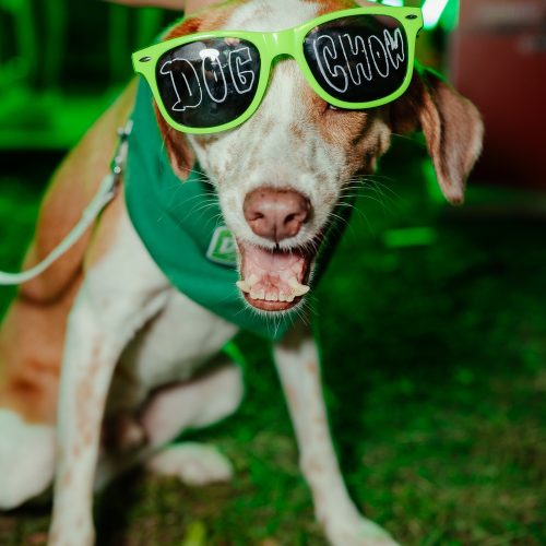 EV_20250321_Purina_Dog Chow_Macrofest_069